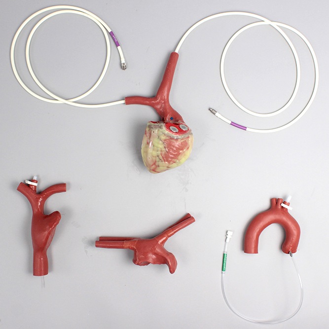 1519-c-ecmo-cannulatable-beating-heart-20190502-48