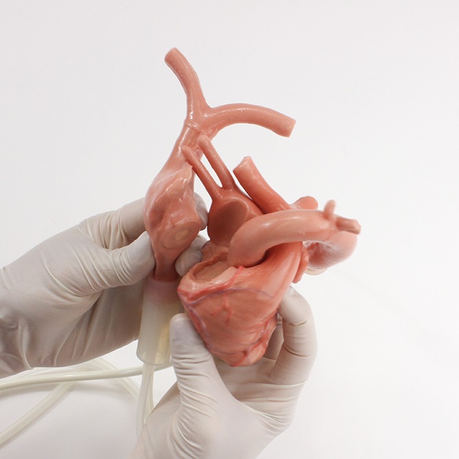 4108-4120-c-surgical-sam-beating-heart-replaceable-right-atrium