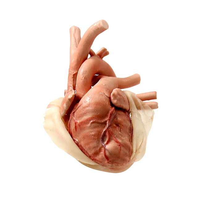 4108-c-surgical-sam-cardiothroacic-module-replacement-heart-img-5407