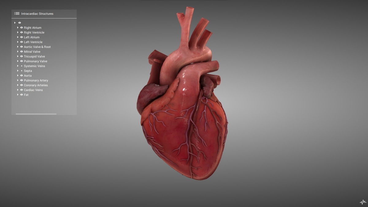anatomy-module-4