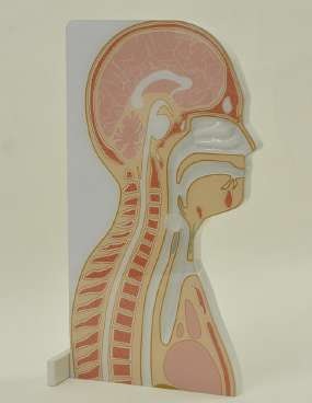 mw45-nasopharyngeal-swab-collectionsimulator5